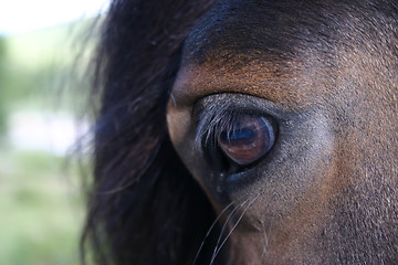 Image showing Horse eye