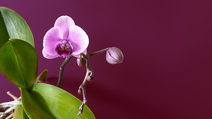 Image showing pink phalaenopsis orchid flower