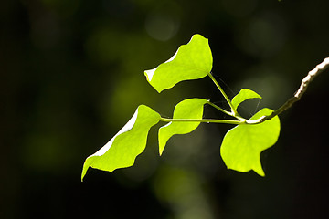 Image showing Leaves