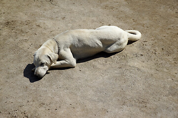 Image showing sleeping dog Bali Indonesia