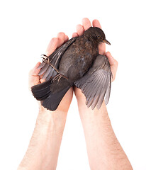 Image showing Adult holding a dead blackbird isolated