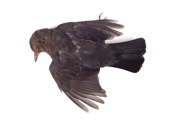 Image showing Dead blackbird isolated