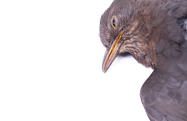 Image showing Dead blackbird isolated