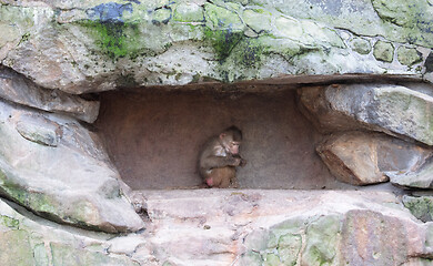 Image showing Small baboon hiding in the rocks