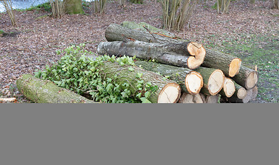 Image showing Stack of wood in the forrest