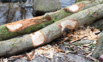 Image showing Beaver bite marks on tree trunk