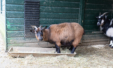 Image showing Old goat eating hay