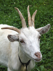 Image showing Goat with four horns