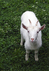 Image showing Goat