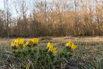 Image showing Blossom yellow flowers in a forest glade