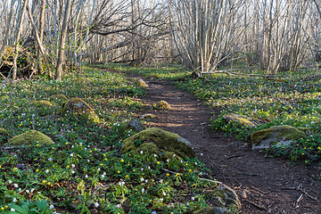 Image showing Spring flowers by a winding footpath