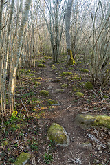 Image showing Moss covered stones on a winding footpath