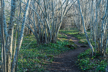 Image showing Winding pathway surrounded with blossom flowers