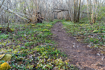 Image showing Winding footpath in spring season