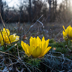 Image showing Sunlit Pheseants Eye flower close up