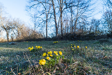 Image showing Blossom yellow Adonis flowers in the wild