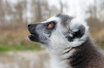 Image showing Ring-Tailed Lemur closeup portrait, a large gray primate with go