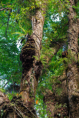 Image showing Rainforest in Nosy Mangabe, Madagascar wilderness