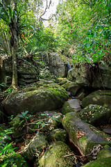 Image showing waterfall in Nosy Mangabe, Madagascar wilderness