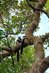 Image showing Black-and-white ruffed lemur, Madagascar wildlife