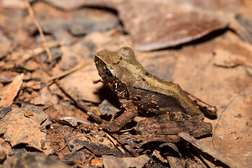 Image showing frog Climbing Mantella, Madagascar wildlife