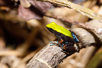 Image showing frog Climbing Mantella, Madagascar wildlife