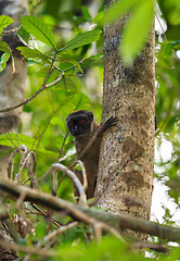 Image showing female of white-headed lemur Madagascar wildlife