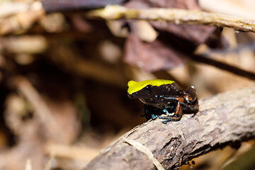 Image showing frog Climbing Mantella, Madagascar wildlife