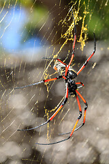 Image showing Golden silk orb-weaver on net Madagascar wildlife