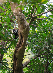 Image showing Black-and-white ruffed lemur, Madagascar wildlife