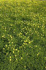 Image showing Green and Yellow field