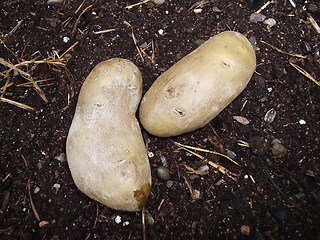 Image showing Potatoes