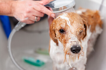 Image showing bathing a cute dog