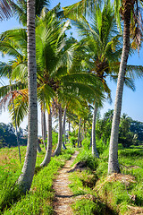 Image showing Palm trees with a path in Bali Indonesia