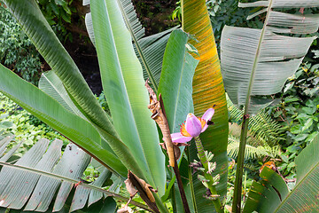 Image showing real wildlife blossoming banana plant