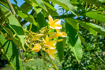 Image showing Pretty yellow plumeria flowers on the tree