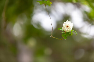 Image showing a rose in the garden