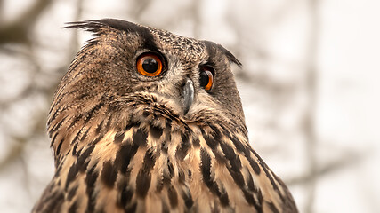 Image showing owl with great orange eyes