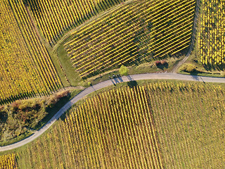 Image showing a view over a vineyard at Alsace France in autumn light