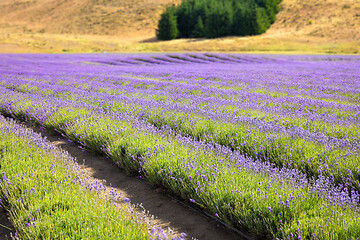 Image showing lavender field in New Zealand