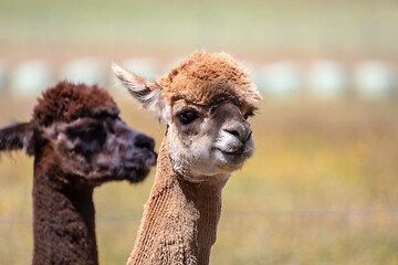 Image showing Alpaca animal in New Zealand