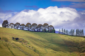 Image showing row of trees in south New Zealand