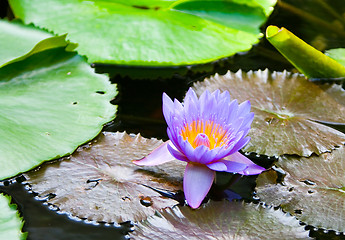 Image showing Blue Water Lily