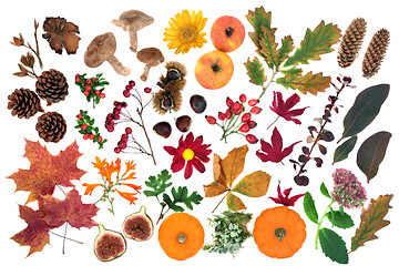 Image showing  Nature Study in Autumn with Food Flora and Fauna