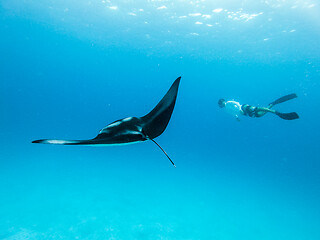 Image showing Underwater view of hovering Giant oceanic manta ray, Manta Birostris , and man free diving in blue ocean. Watching undersea world during adventure snorkeling tour on Maldives islands.