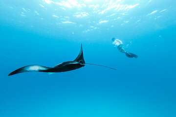 Image showing Underwater view of hovering Giant oceanic manta ray, Manta Birostris , and man free diving in blue ocean. Watching undersea world during adventure snorkeling tour on Maldives islands.