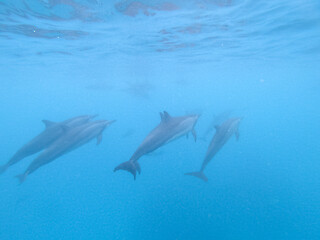 Image showing Flock of dolphins playing in the blue water near Mafushi island, Maldives