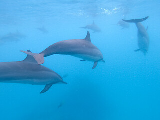 Image showing Flock of dolphins playing in the blue water near Mafushi island, Maldives