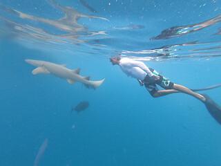 Image showing Male free diver and nurse shurk, Ginglymostoma cirratum, hovering underwater in blue ocean.