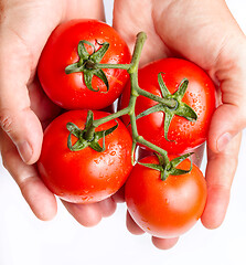 Image showing Holding fresh red tomatoes just picked from the vine 